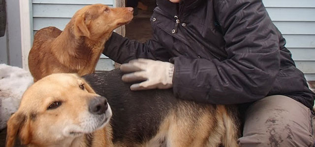 Ontario Canine Spay Neuter Task Force