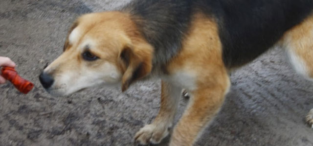 Ontario Canine Spay Neuter Task Force