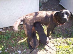 Stray Mother Dog and her Puppies